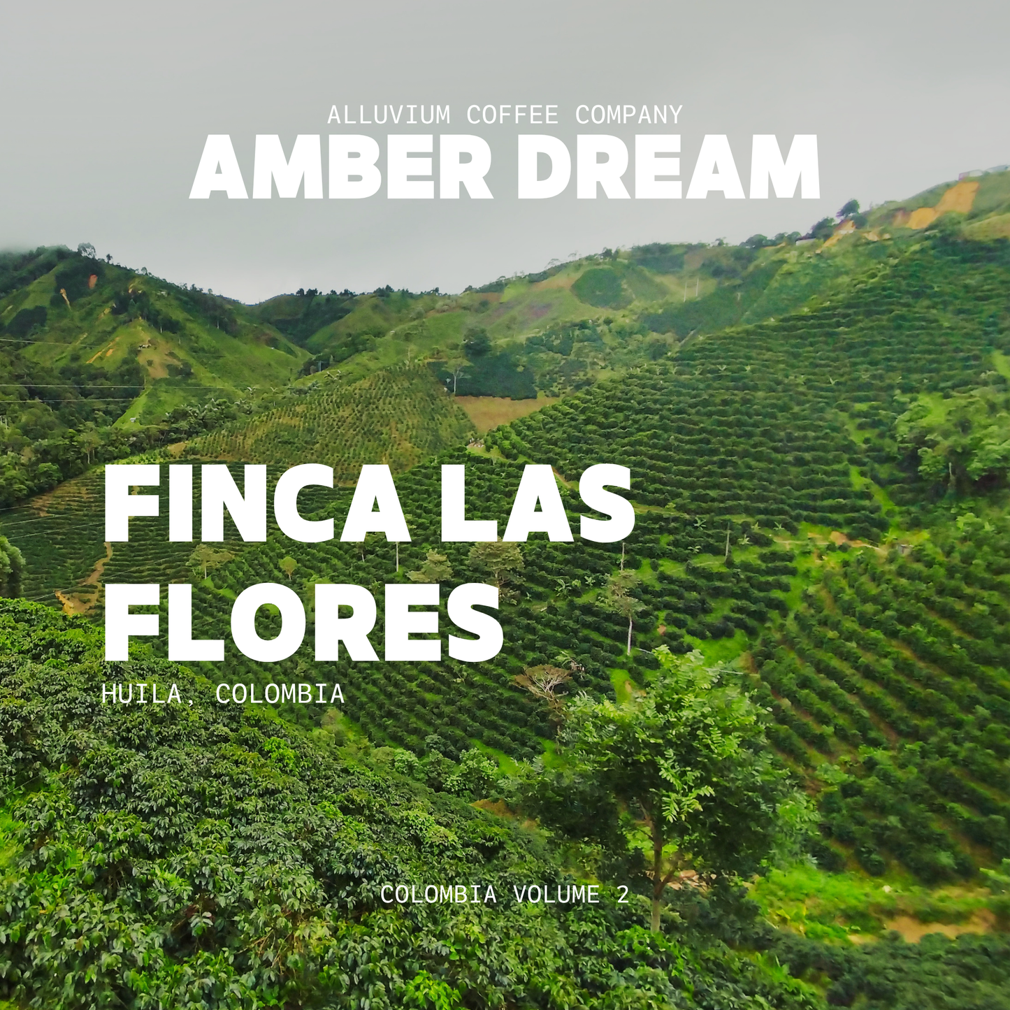 Amber Dream