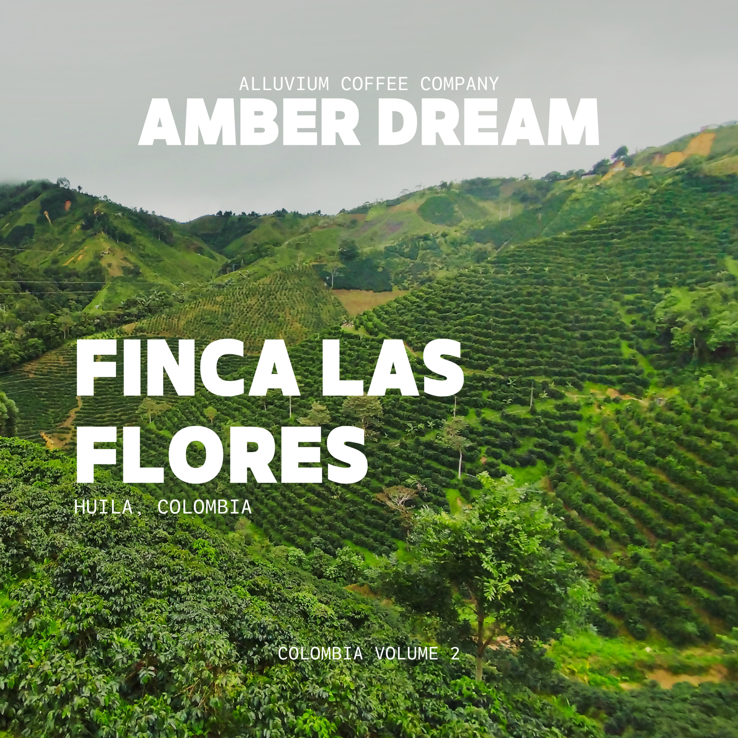 Amber Dream