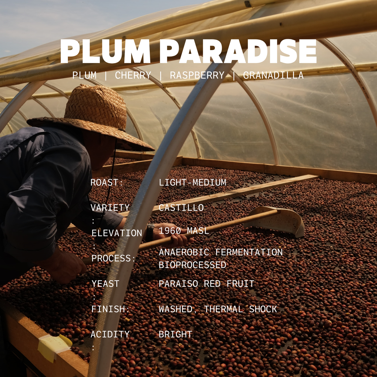 Plum Paradise