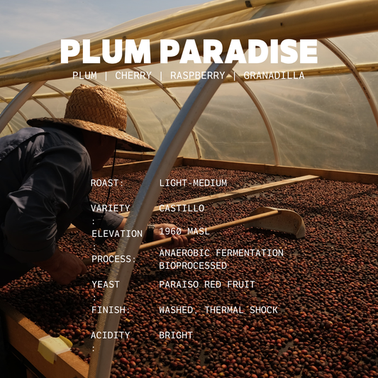 Plum Paradise