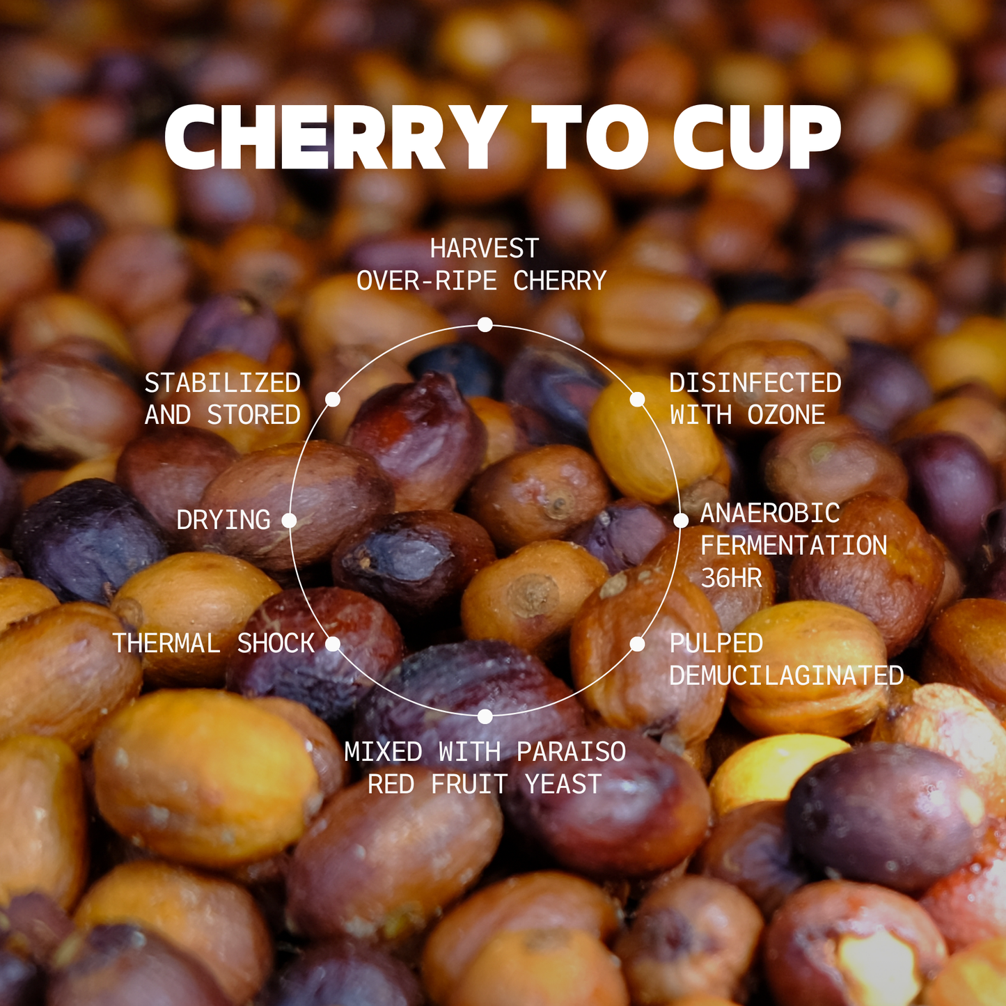 Plum Paradise