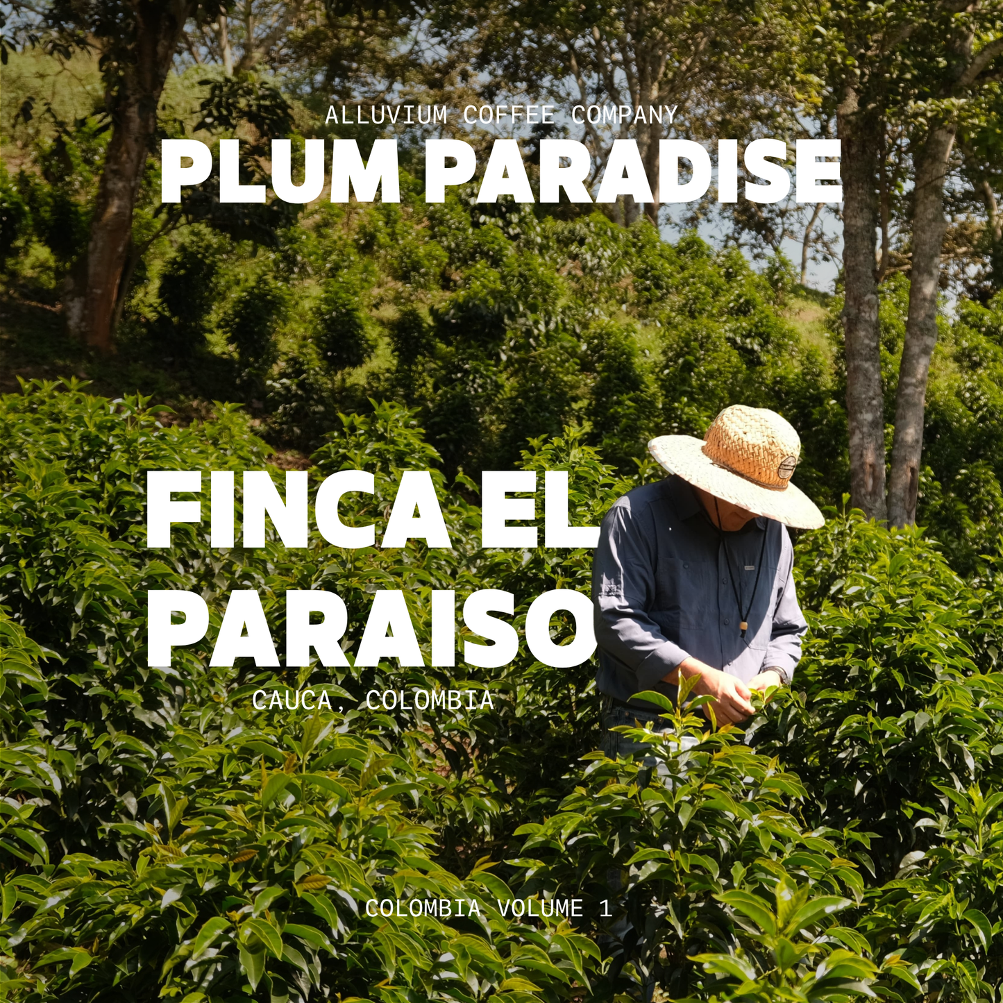 Plum Paradise
